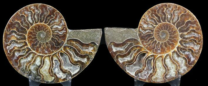 Sliced Fossil Ammonite Pair - Crystal Chambers #46518